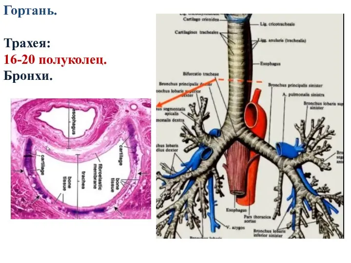Гортань. Трахея: 16-20 полуколец. Бронхи.