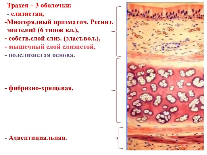 Трахея – 3 оболочки: - слизистая, Многорядный призматич. Реснит.эпителий (6