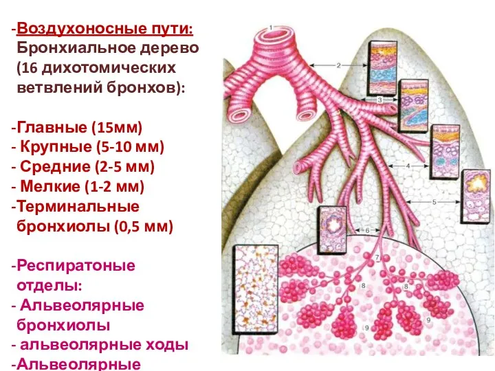 Воздухоносные пути: Бронхиальное дерево (16 дихотомических ветвлений бронхов): Главные (15мм)