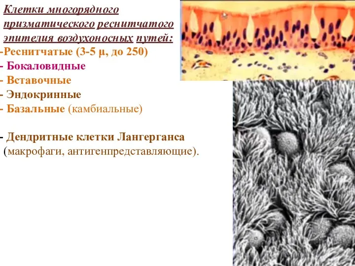 Клетки многорядного призматического реснитчатого эпителия воздухоносных путей: Реснитчатые (3-5 μ,