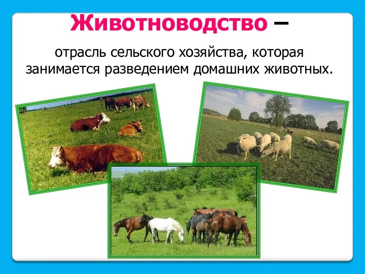 Животноводство – отрасль сельского хозяйства, которая занимается разведением домашних животных.