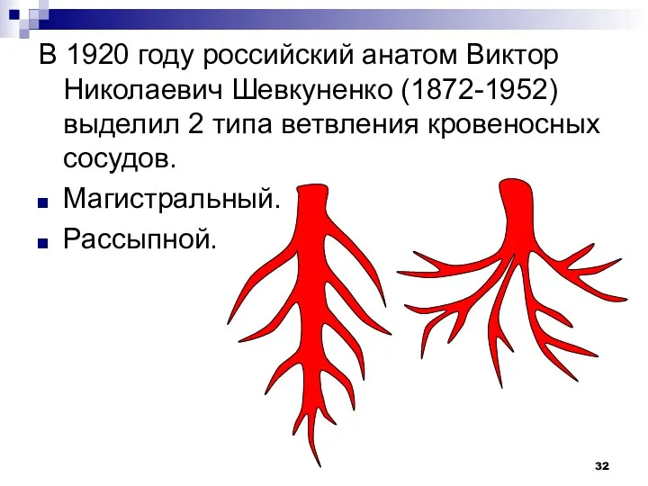 В 1920 году российский анатом Виктор Николаевич Шевкуненко (1872-1952) выделил 2 типа ветвления