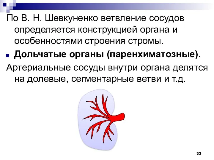 По В. Н. Шевкуненко ветвление сосудов определяется конструкцией органа и особенностями строения стромы.