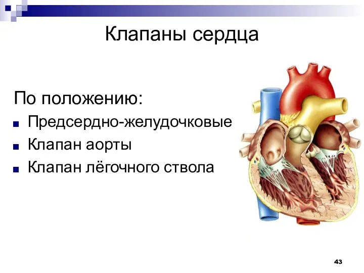 Клапаны сердца По положению: Предсердно-желудочковые Клапан аорты Клапан лёгочного ствола