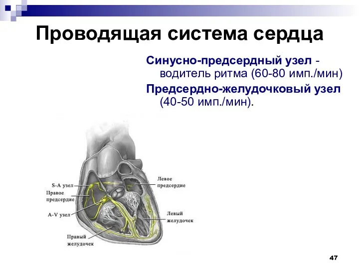 Проводящая система сердца Синусно-предсердный узел - водитель ритма (60-80 имп./мин) Предсердно-желудочковый узел (40-50 имп./мин).