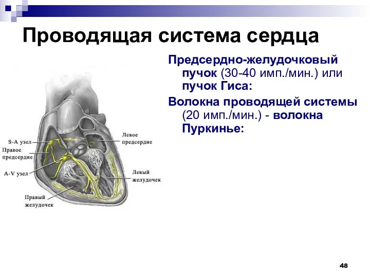 Проводящая система сердца Предсердно-желудочковый пучок (30-40 имп./мин.) или пучок Гиса: Волокна проводящей системы