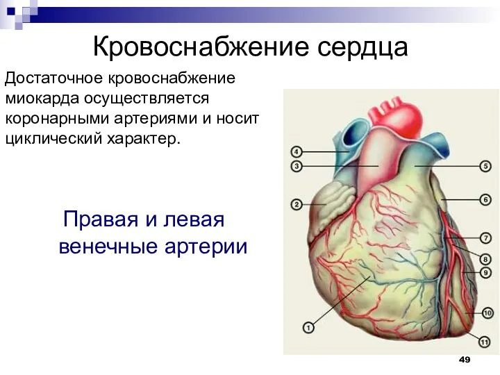 Кровоснабжение сердца Правая и левая венечные артерии Достаточное кровоснабжение миокарда осуществляется коронарными артериями