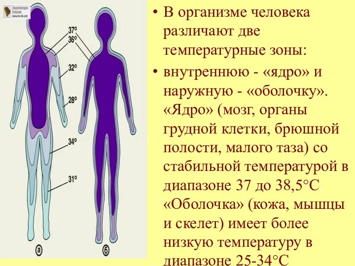 В организме человека различают две температурные зоны: внутреннюю - «ядро»