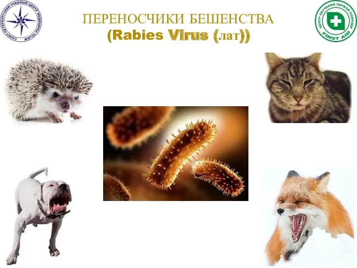 ПЕРЕНОСЧИКИ БЕШЕНСТВА (Rabies Virus (лат))