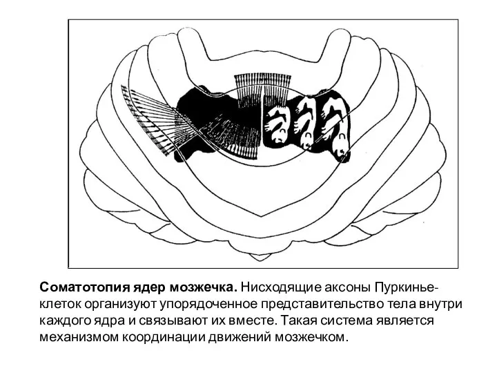 Соматотопия ядер мозжечка. Нисходящие аксоны Пуркинье-клеток организуют упорядоченное представительство тела