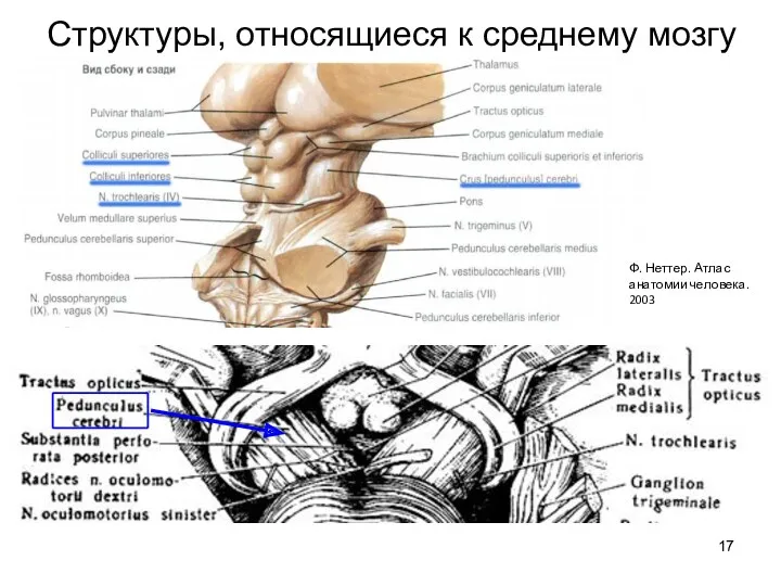 Структуры, относящиеся к среднему мозгу Ф. Неттер. Атлас анатомии человека. 2003