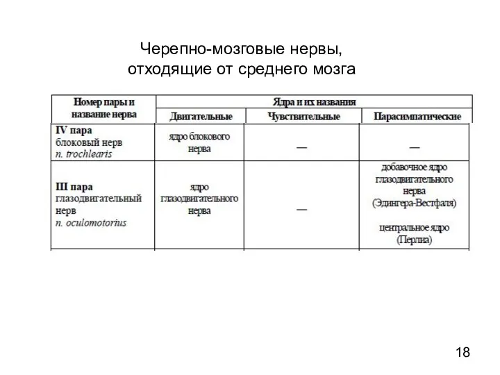 Черепно-мозговые нервы, отходящие от среднего мозга