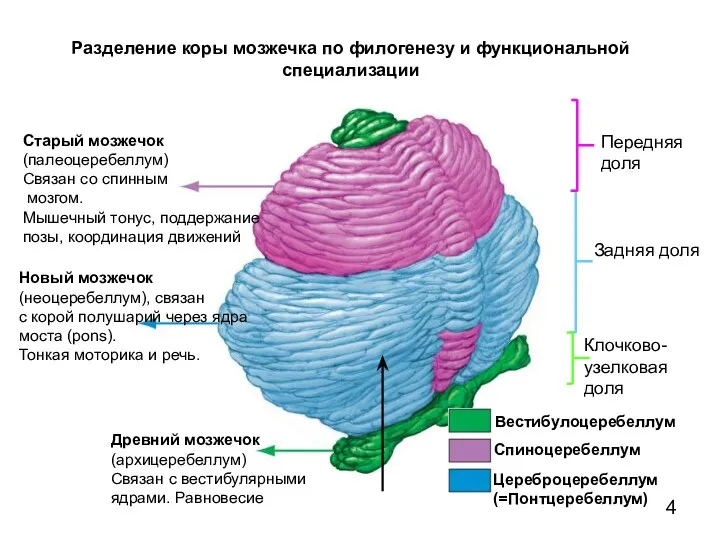 Старый мозжечок (палеоцеребеллум) Связан со спинным мозгом. Мышечный тонус, поддержание