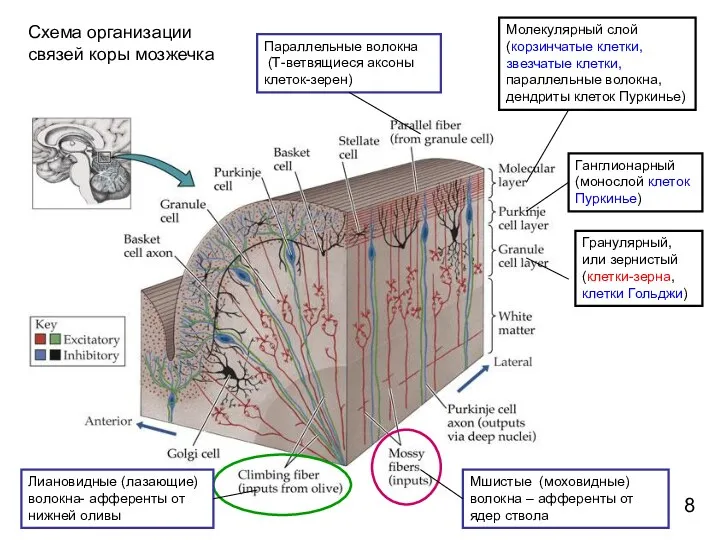 Молекулярный слой (корзинчатые клетки, звезчатые клетки, параллельные волокна, дендриты клеток