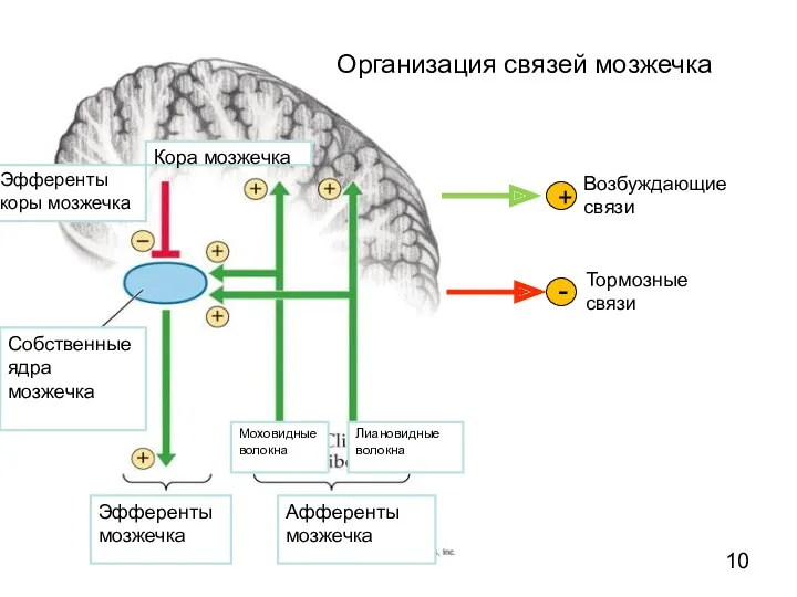 Организация связей мозжечка Собственные ядра мозжечка Эфференты мозжечка Афференты мозжечка