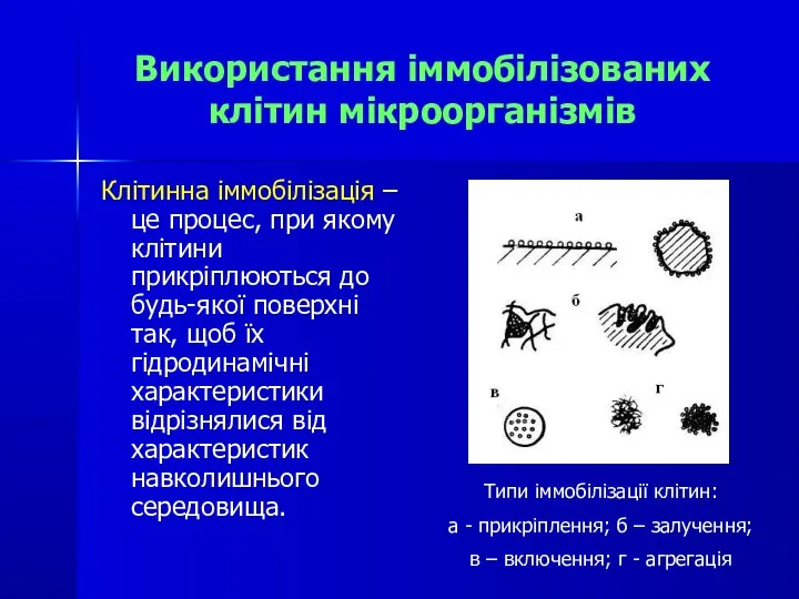 Використання іммобілізованих клітин мікроорганізмів Клітинна іммобілізація – це процес, при