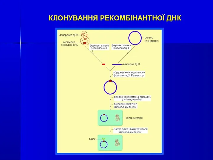 КЛОНУВАННЯ РЕКОМБІНАНТНОЇ ДНК