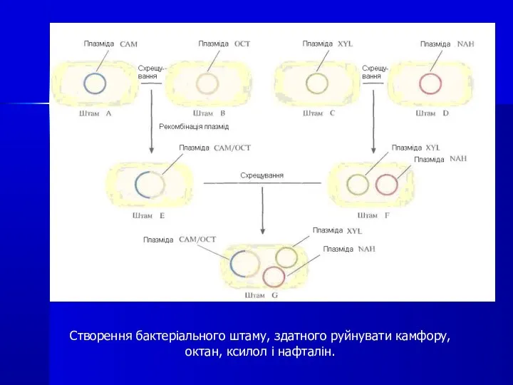 Створення бактеріального штаму, здатного руйнувати камфору, октан, ксилол і нафталін.