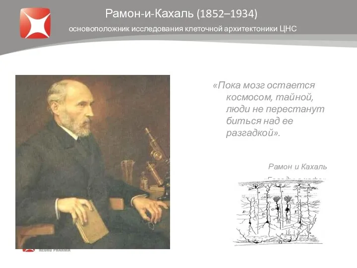 Рамон-и-Кахаль (1852–1934) основоположник исследования клеточной архитектоники ЦНС «Пока мозг остается