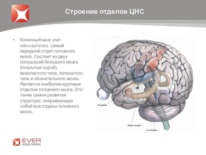 Конечный мозг (лат. telencephalon)- самый передний отдел головного мозга. Состоит из двух полушарий