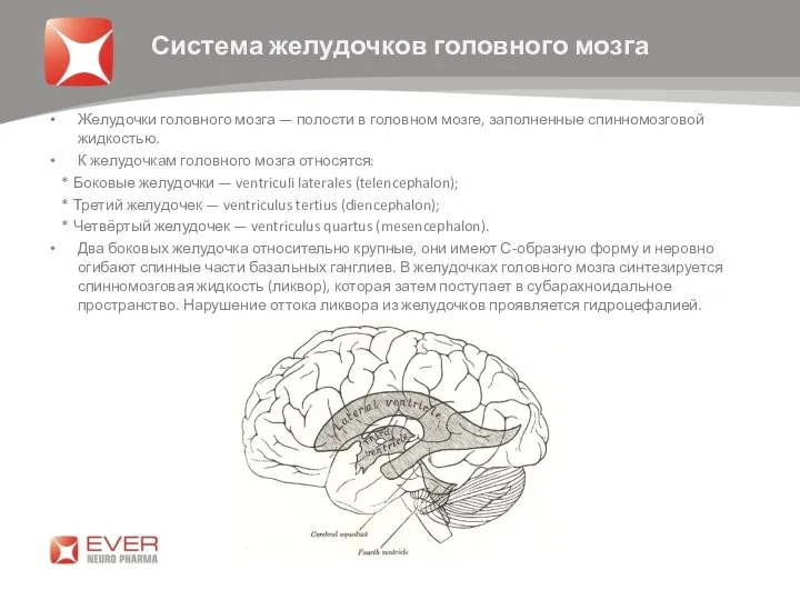 Желудочки головного мозга — полости в головном мозге, заполненные спинномозговой жидкостью. К желудочкам