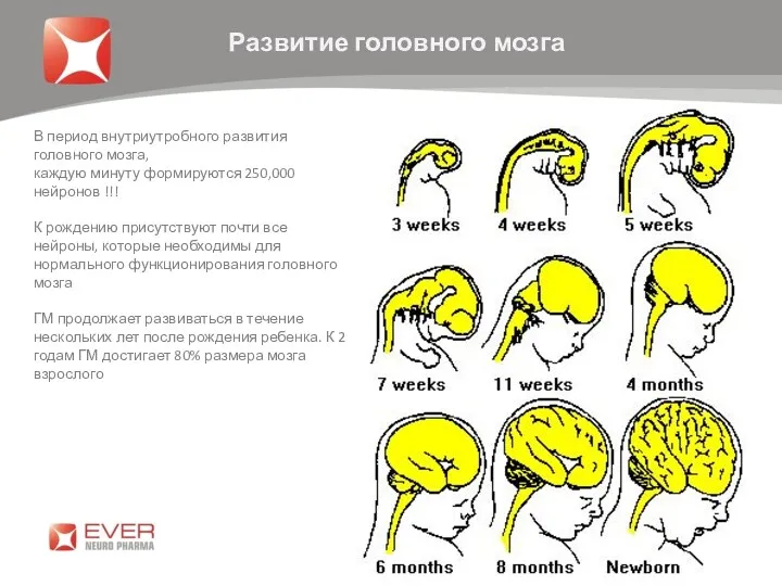 Развитие головного мозга В период внутриутробного развития головного мозга, каждую