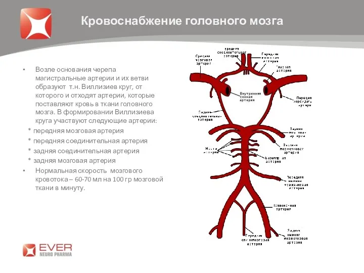 Возле основания черепа магистральные артерии и их ветви образуют т.н.