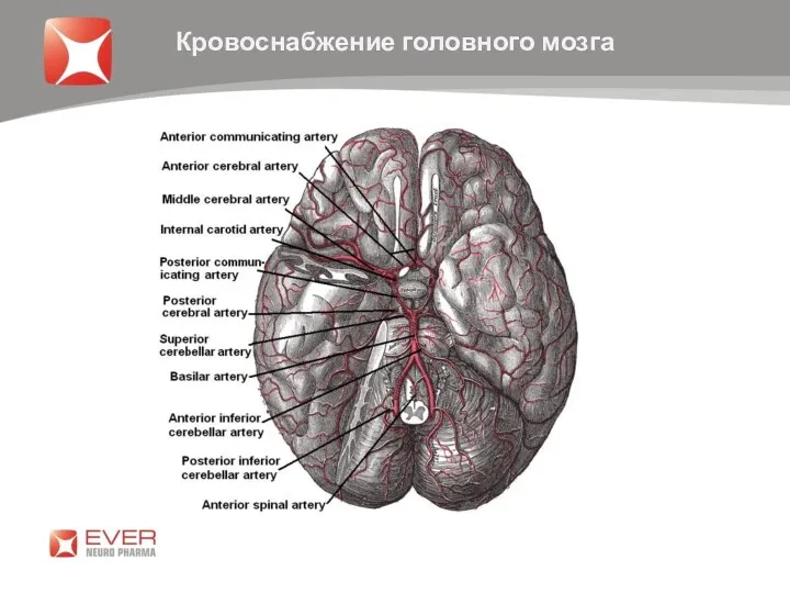 Кровоснабжение головного мозга