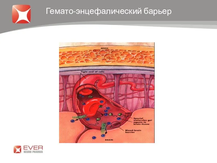 Гемато-энцефалический барьер