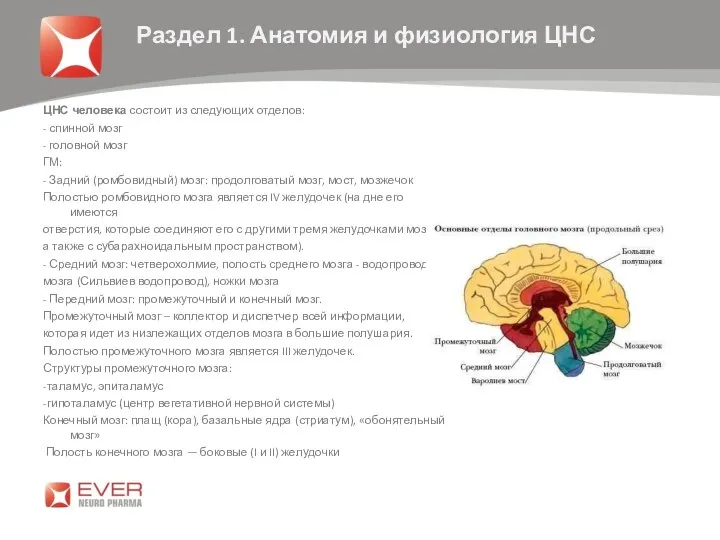 ЦНС человека состоит из следующих отделов: - спинной мозг -