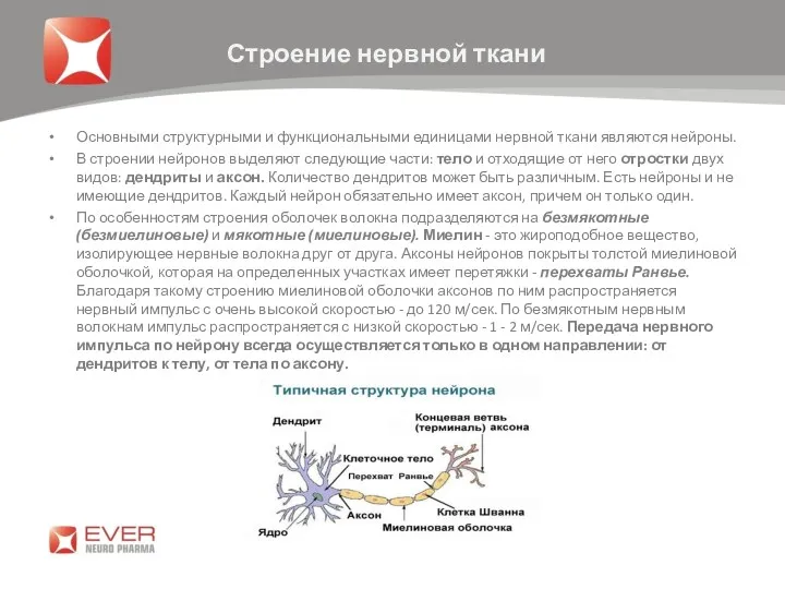 Основными структурными и функциональными единицами нервной ткани являются нейроны. В