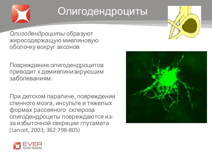 Олигодендроциты Олигодендроциты образуют жиросодержащую миелиновую оболочку вокруг аксонов Повреждение олигодендроцитов