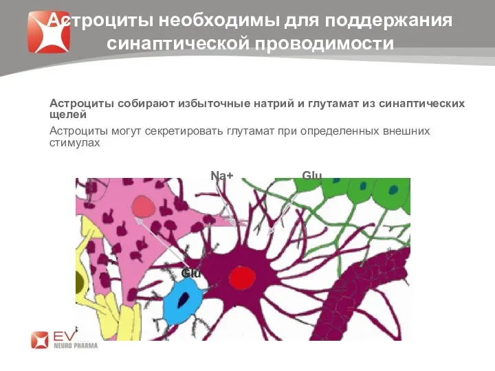 Астроциты необходимы для поддержания синаптической проводимости Астроциты собирают избыточные натрий и глутамат из