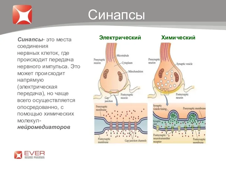 Электрический Химический Синапсы Синапсы- это места соединения нервных клеток, где происходит передача нервного