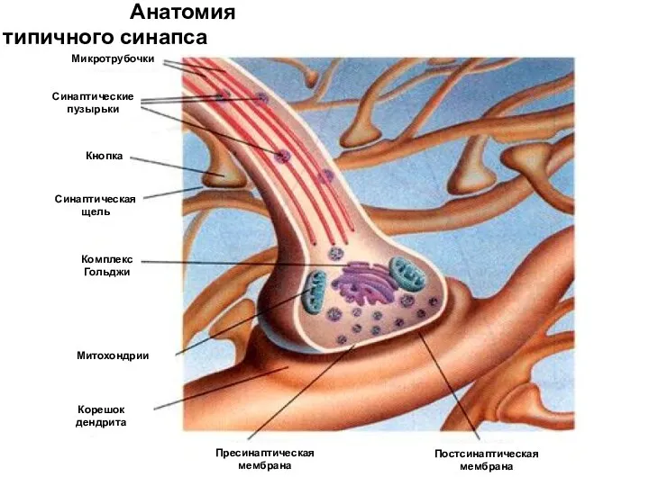 Анатомия типичного синапса Микротрубочки Синаптические пузырьки Кнопка Синаптическая щель Комплекс Гольджи Митохондрии Корешок
