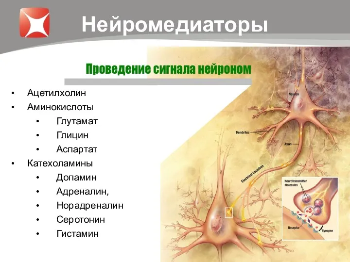 Нейромедиаторы Ацетилхолин Аминокислоты Глутамат Глицин Аспартат Катехоламины Допамин Адреналин, Норадреналин Серотонин Гистамин