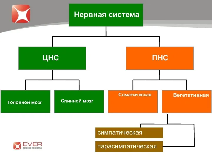 Головной мозг ЦНС Соматическая Вегетативная ПНС Нервная система симпатическая парасимпатическая Спинной мозг