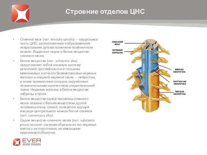 Спинной мозг (лат. Medulla spinalis) — каудальная часть ЦНС, расположенная в образованном невральными