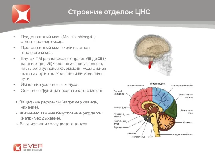 Продолговатый мозг (Medulla oblongata) — отдел головного мозга. Продолговатый мозг