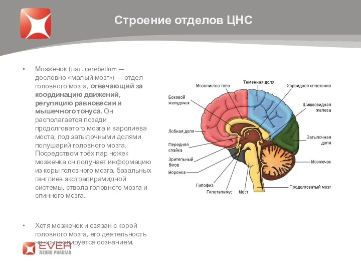 Мозжечок (лат. cerebellum — дословно «малый мозг») — отдел головного мозга, отвечающий за