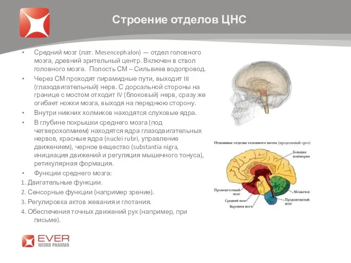 Средний мозг (лат. Mesencephalon) — отдел головного мозга, древний зрительный