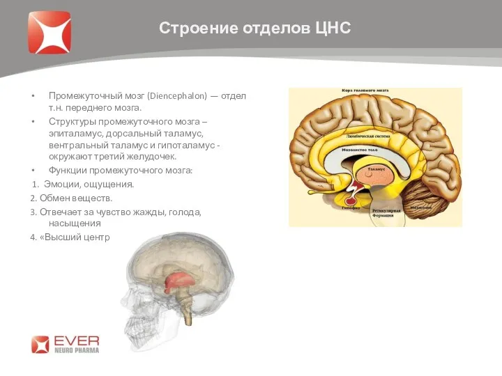 Промежуточный мозг (Diencephalon) — отдел т.н. переднего мозга. Структуры промежуточного