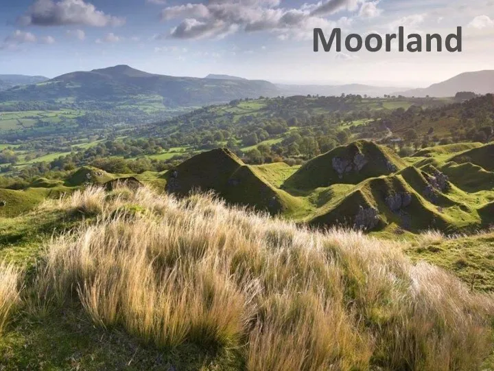 Moorland