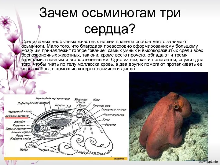 Зачем осьминогам три сердца? Среди самых необычных животных нашей планеты