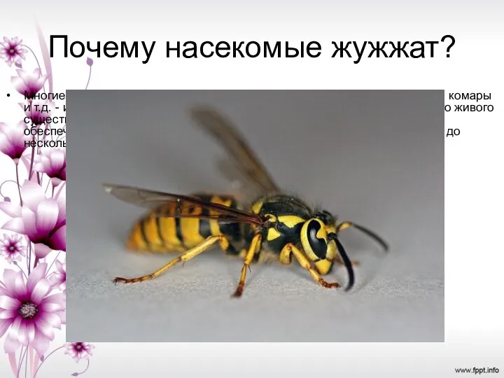 Почему насекомые жужжат? Многие думают, что жужжание различные насекомые -