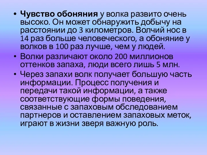 Чувство обоняния у волка развито очень высоко. Он может обнаружить