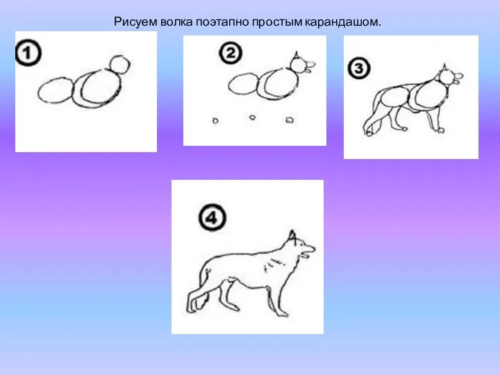 Рисуем волка поэтапно простым карандашом.