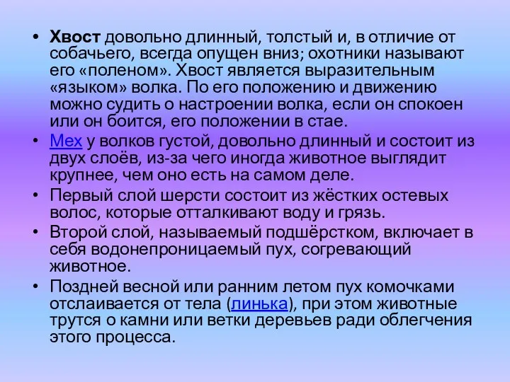 Хвост довольно длинный, толстый и, в отличие от собачьего, всегда