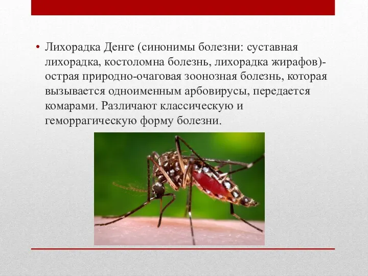 Лихорадка Денге (синонимы болезни: суставная лихорадка, костоломна болезнь, лихорадка жирафов)-острая природно-очаговая зоонозная болезнь,