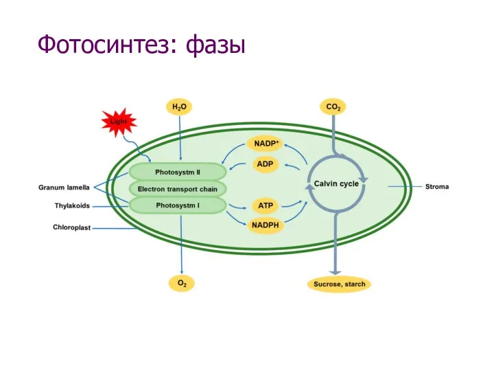Фотосинтез: фазы